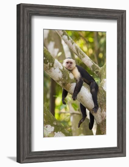 White-Faced Capuchin , Costa Rica-null-Framed Photographic Print