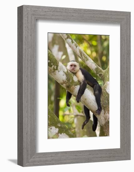 White-Faced Capuchin , Costa Rica-null-Framed Photographic Print