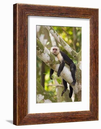 White-Faced Capuchin , Costa Rica-null-Framed Photographic Print