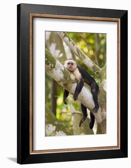White-Faced Capuchin , Costa Rica--Framed Photographic Print