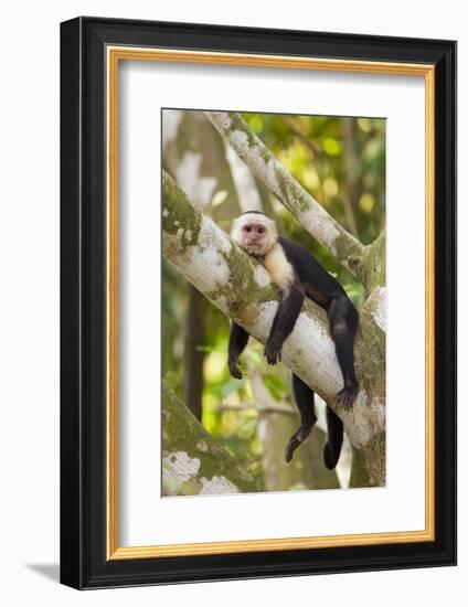 White-Faced Capuchin , Costa Rica-null-Framed Photographic Print