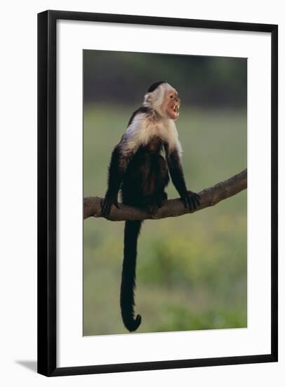 White-Faced Capuchin-DLILLC-Framed Photographic Print