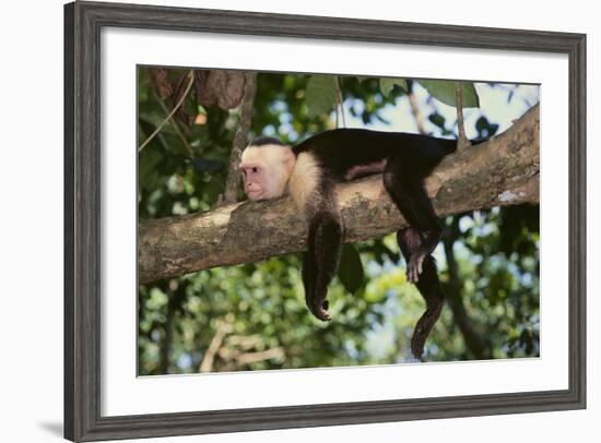 White-Faced Capuchin-DLILLC-Framed Photographic Print