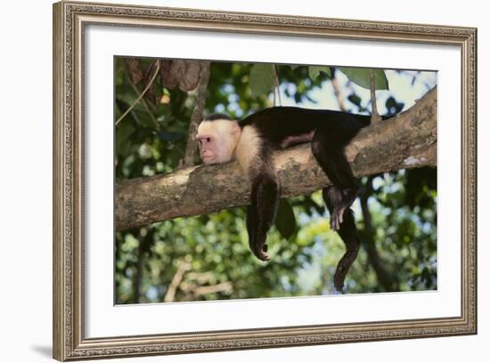 White-Faced Capuchin-DLILLC-Framed Photographic Print