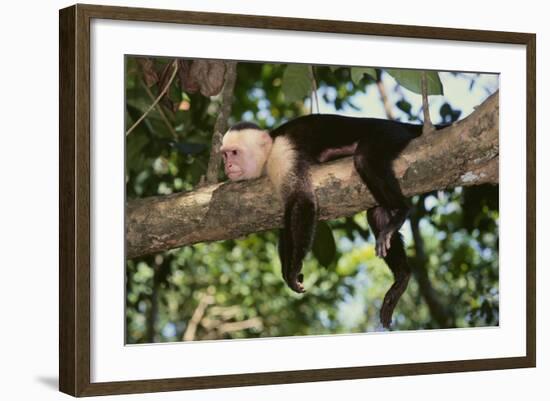 White-Faced Capuchin-DLILLC-Framed Photographic Print