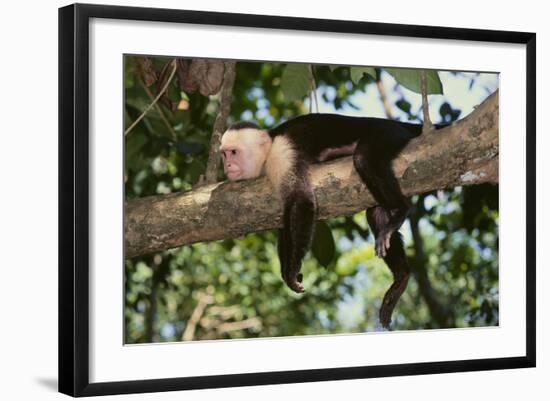 White-Faced Capuchin-DLILLC-Framed Photographic Print