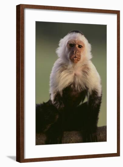 White-Faced Capuchin-DLILLC-Framed Photographic Print