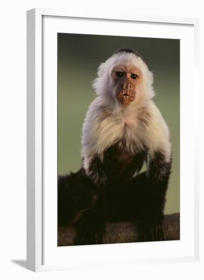 White-Faced Capuchin-DLILLC-Framed Photographic Print