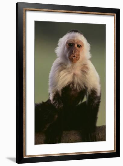 White-Faced Capuchin-DLILLC-Framed Photographic Print