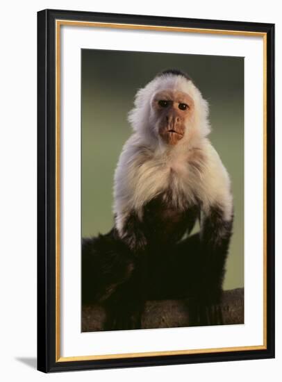 White-Faced Capuchin-DLILLC-Framed Photographic Print