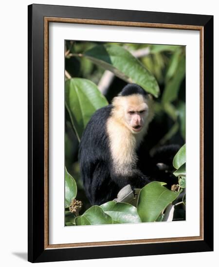 White Faced Capuchine Monkey (Cebus Capucinus), Soberania National Park, Gamboa, Panama-Sergio Pitamitz-Framed Photographic Print