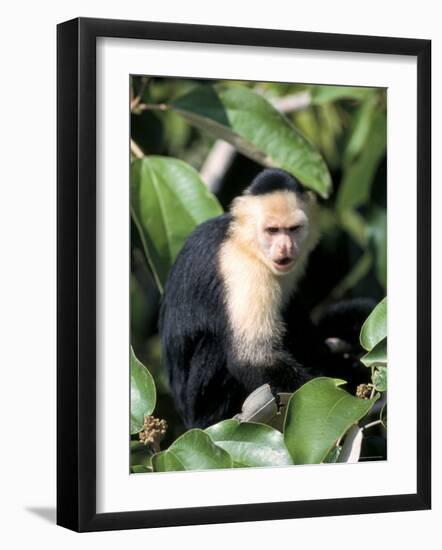 White Faced Capuchine Monkey (Cebus Capucinus), Soberania National Park, Gamboa, Panama-Sergio Pitamitz-Framed Photographic Print