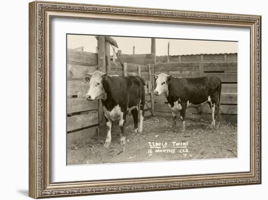 White-Faced Hereford Steer Twins-null-Framed Art Print