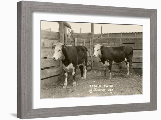 White-Faced Hereford Steer Twins-null-Framed Art Print