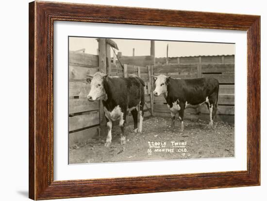 White-Faced Hereford Steer Twins-null-Framed Art Print