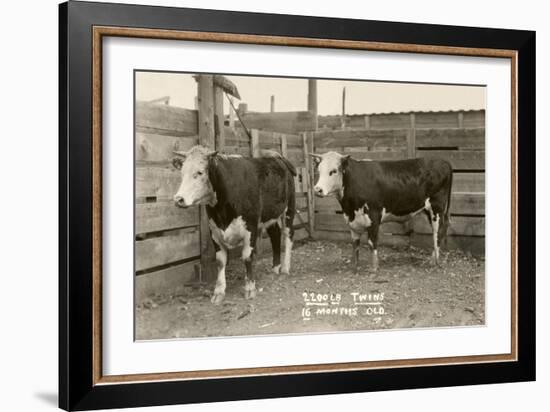 White-Faced Hereford Steer Twins-null-Framed Art Print