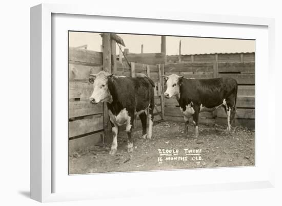 White-Faced Hereford Steer Twins-null-Framed Art Print