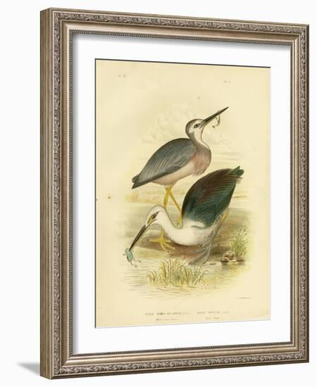 White-Faced Heron, 1891-Gracius Broinowski-Framed Giclee Print