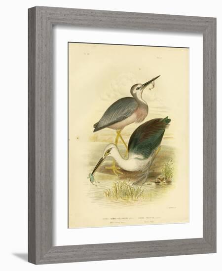 White-Faced Heron, 1891-Gracius Broinowski-Framed Giclee Print