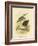 White-Faced Heron, 1891-Gracius Broinowski-Framed Giclee Print