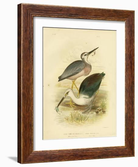 White-Faced Heron, 1891-Gracius Broinowski-Framed Giclee Print