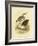 White-Faced Heron, 1891-Gracius Broinowski-Framed Giclee Print