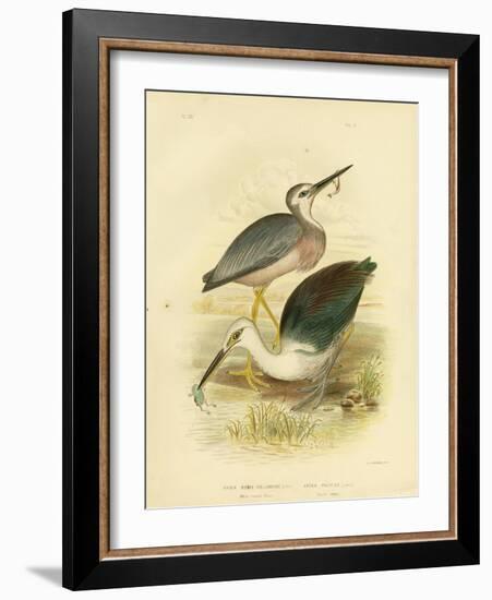 White-Faced Heron, 1891-Gracius Broinowski-Framed Giclee Print