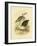 White-Faced Heron, 1891-Gracius Broinowski-Framed Giclee Print