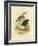 White-Faced Heron, 1891-Gracius Broinowski-Framed Giclee Print