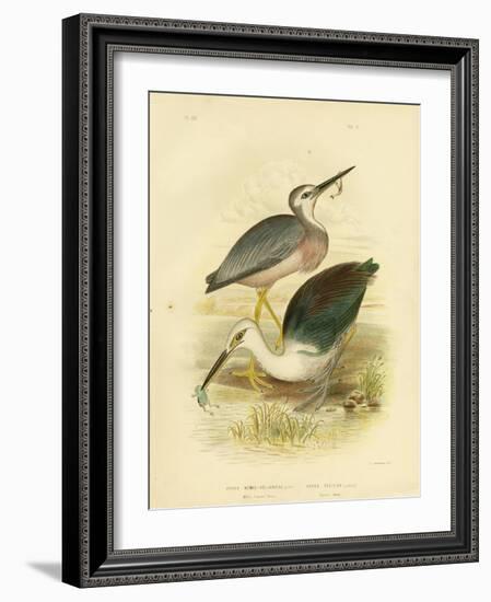 White-Faced Heron, 1891-Gracius Broinowski-Framed Giclee Print