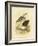 White-Faced Heron, 1891-Gracius Broinowski-Framed Giclee Print