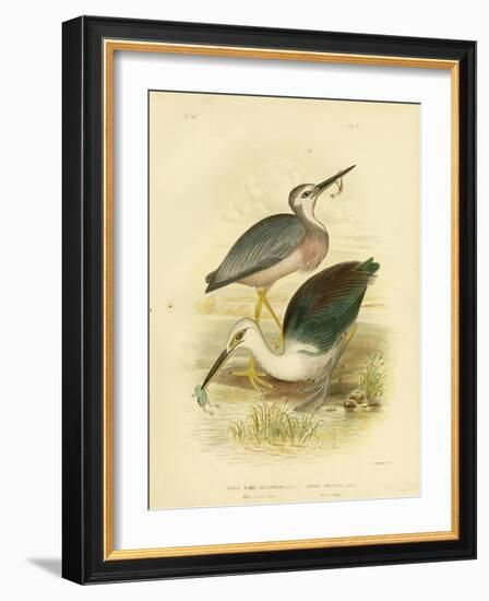 White-Faced Heron, 1891-Gracius Broinowski-Framed Giclee Print