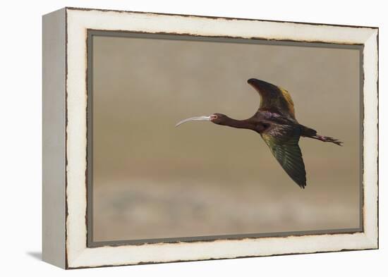 White Faced Ibis in Flight-Ken Archer-Framed Premier Image Canvas