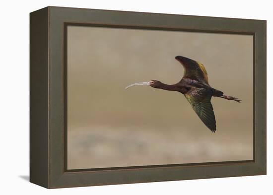 White Faced Ibis in Flight-Ken Archer-Framed Premier Image Canvas