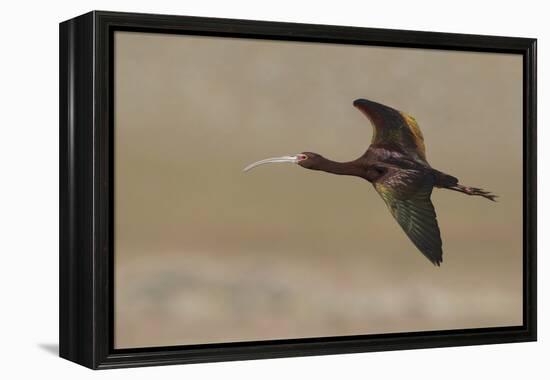 White Faced Ibis in Flight-Ken Archer-Framed Premier Image Canvas