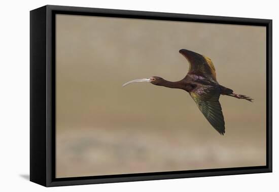 White Faced Ibis in Flight-Ken Archer-Framed Premier Image Canvas