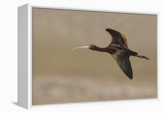 White Faced Ibis in Flight-Ken Archer-Framed Premier Image Canvas