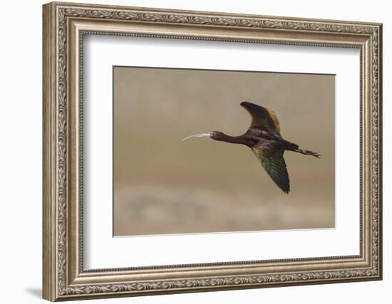 White Faced Ibis in Flight-Ken Archer-Framed Photographic Print