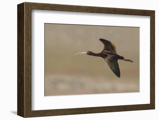 White Faced Ibis in Flight-Ken Archer-Framed Photographic Print