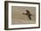 White Faced Ibis in Flight-Ken Archer-Framed Photographic Print