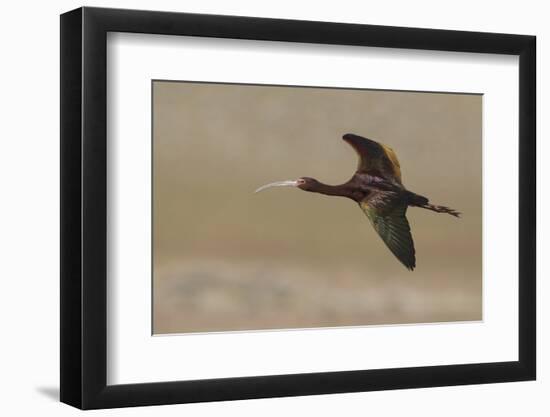 White Faced Ibis in Flight-Ken Archer-Framed Photographic Print