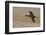 White Faced Ibis in Flight-Ken Archer-Framed Photographic Print