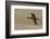 White Faced Ibis in Flight-Ken Archer-Framed Photographic Print