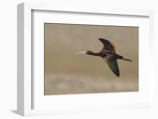 White Faced Ibis in Flight-Ken Archer-Framed Photographic Print