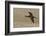 White Faced Ibis in Flight-Ken Archer-Framed Photographic Print