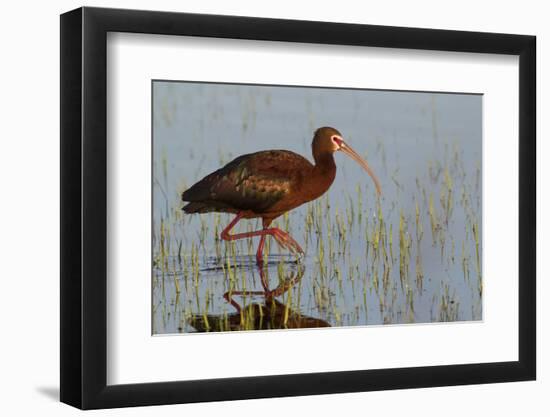 White-Faced Ibis-Ken Archer-Framed Photographic Print