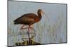 White-Faced Ibis-Ken Archer-Mounted Photographic Print