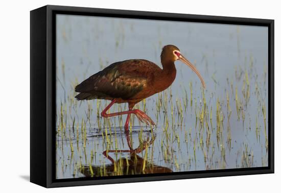 White-Faced Ibis-Ken Archer-Framed Premier Image Canvas