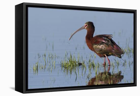 White-Faced Ibis-Ken Archer-Framed Premier Image Canvas