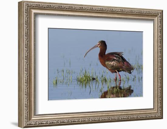 White-Faced Ibis-Ken Archer-Framed Photographic Print